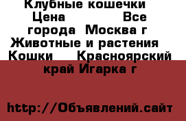 Клубные кошечки › Цена ­ 10 000 - Все города, Москва г. Животные и растения » Кошки   . Красноярский край,Игарка г.